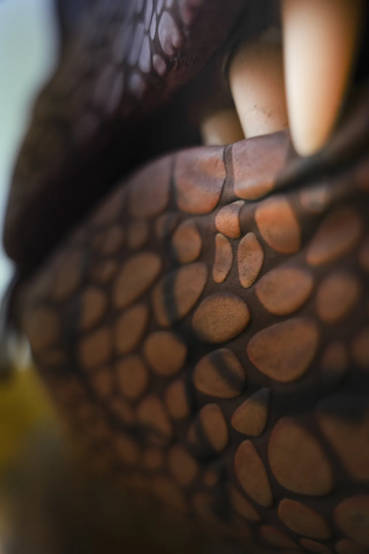 Macro close-up of scaled dinosaur skin and a claw