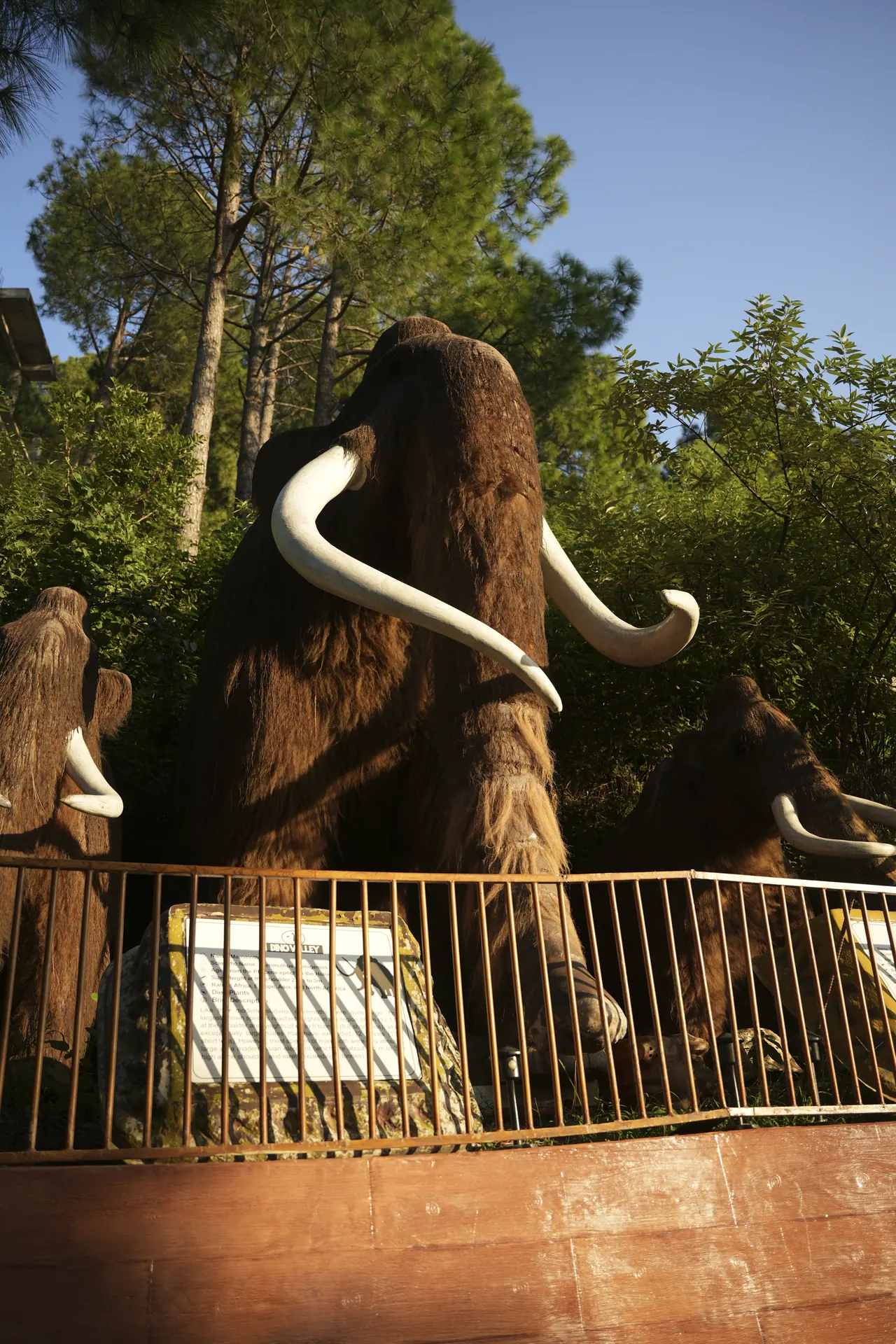 A herd of woolly mammoths with long curved tusks behind a railing